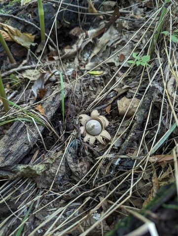 Collared Earthstar (Geastrum triplex)