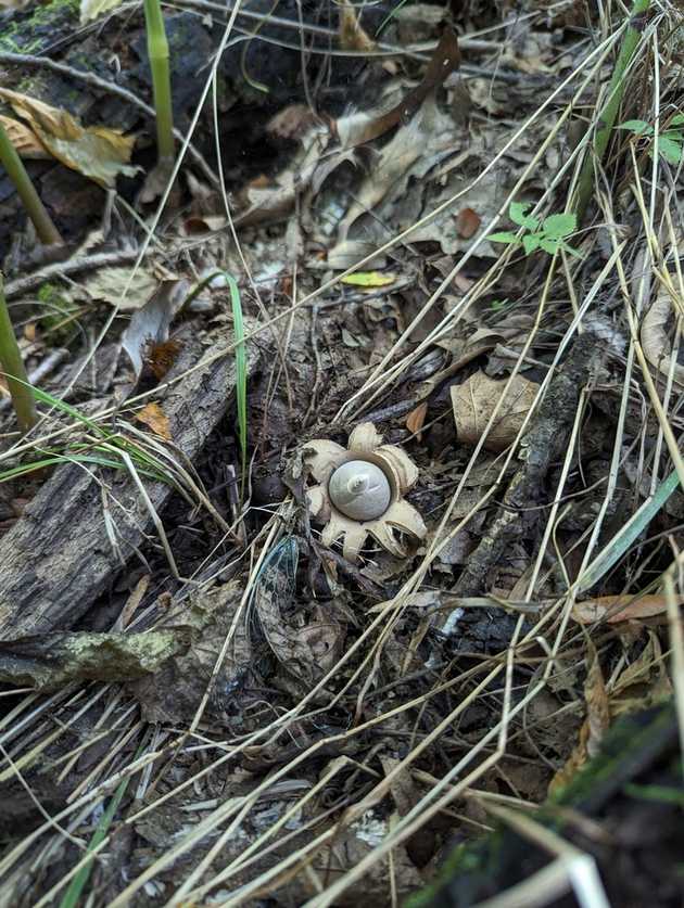 In situ
