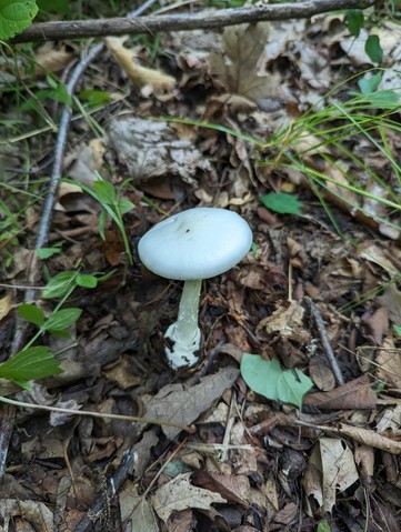 Great Felt Skirt Destroying Angel (Amanita magnivelaris)