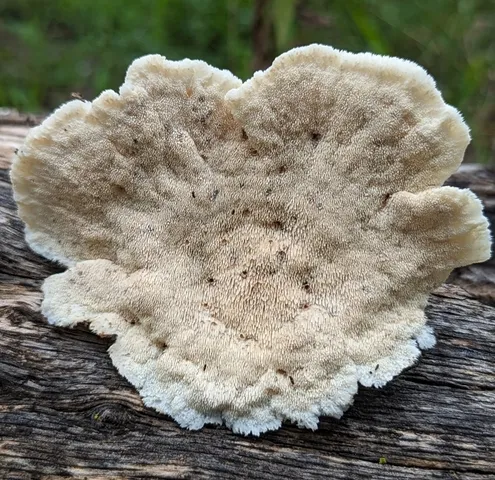 undefined (Donkia pulcherrima)