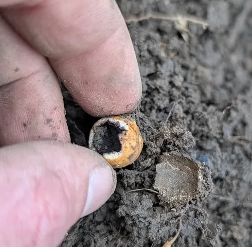 undefined (Elaphomyces spp.)