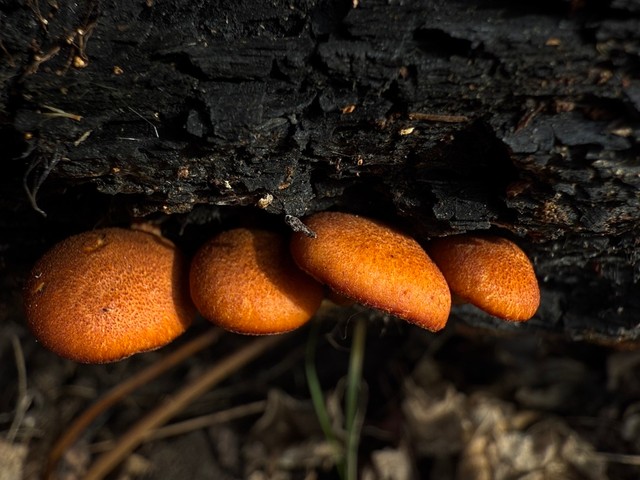 Rustgills And Gyms (Gymnopilus spp.)