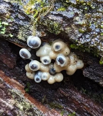 Tapioca Club (Holwaya mucida)