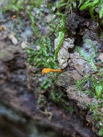 Cheeto Cordyceps (Ophiocordyceps variabilis)