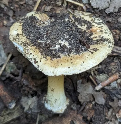 undefined (Inocybe sp-IN49)
