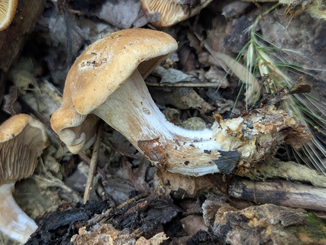 undefined (Calocybe hebelomoides)