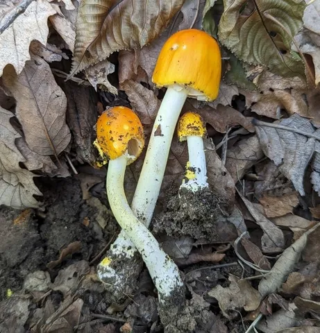 Yellow Patches (Amanita flavoconia)
