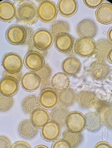 undefined (Elaphomyces sp.)