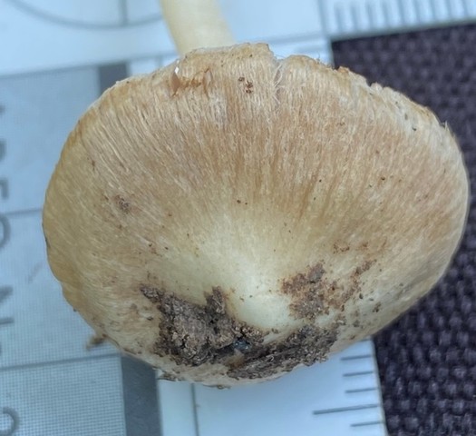 null (Inocybe velicopia)