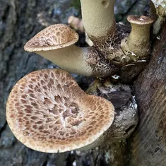 Dryad's Saddle