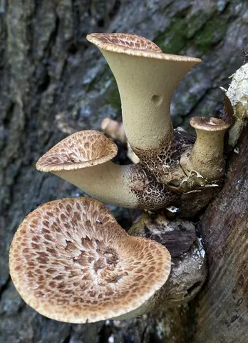 Dryad's Saddle (Cerioporus squamosus)