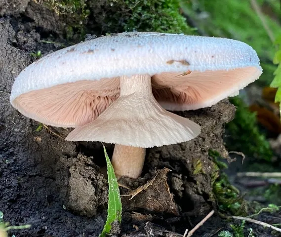 Agaricus leptocaulis