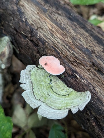 Coral-pink Merulius (Phlebia incarnata)