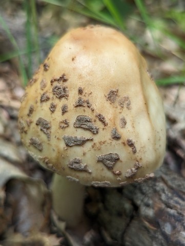 American Blusher (Amanita amerirubescens)