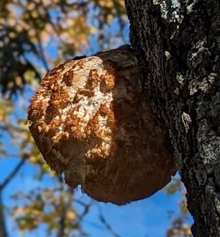 Lion's Mane Mushroom (Hericium erinaceus)