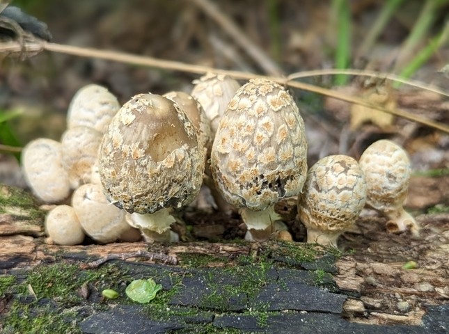 Scaly Ink Cap (Coprinopsis variegata)