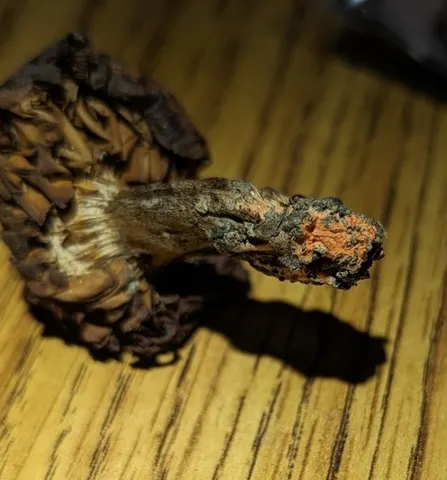 Tiffany's Webcap (Cortinarius tiffanyae)