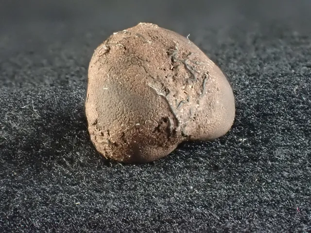 undefined (Elaphomyces spp.)