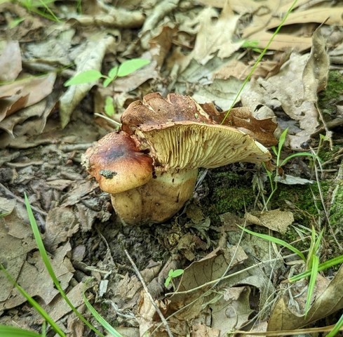 White-Banded Bitter Knight (Tricholoma amarissimum)