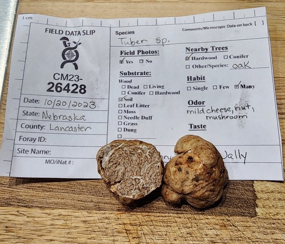 Truffles (Tuber sp.)