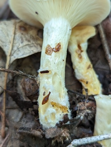 Yazoo Lactarius (Lactarius yazooensis-IN01)