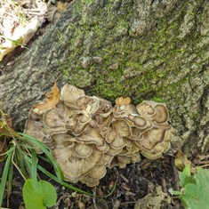 Hen Of The Woods