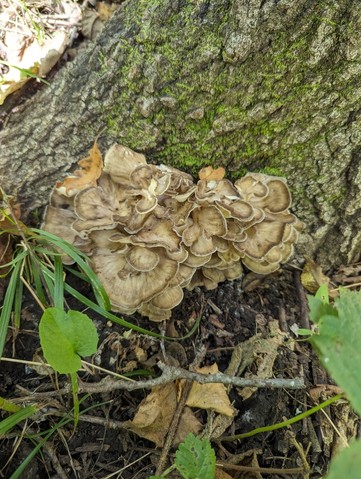 Hen Of The Woods (Grifola frondosa)