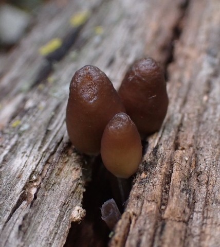 Clustered Bonnet (Mycena inclinata-IN01)