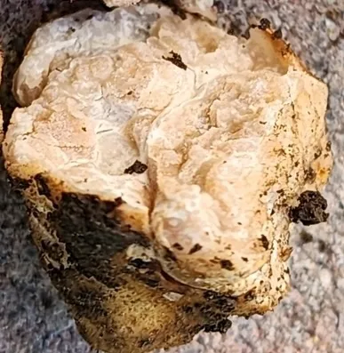 undefined (Tuber cumberlandense)