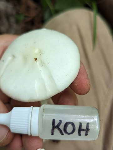 Great Felt Skirt Destroying Angel (Amanita magnivelaris)