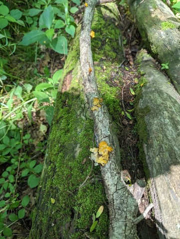 Witch's Butter (Tremella mesenterica)