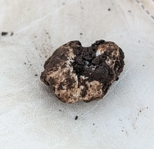 undefined (Hymenogaster spp.)