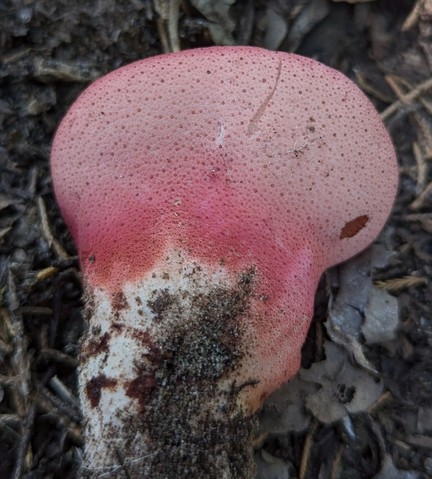 Beefsteak Fungus (Fistulina americana)