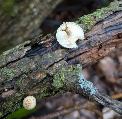 Sunray Sawtooth (Heliocybe sulcata)