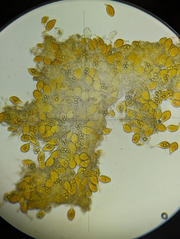 undefined (Tuber rugosum)