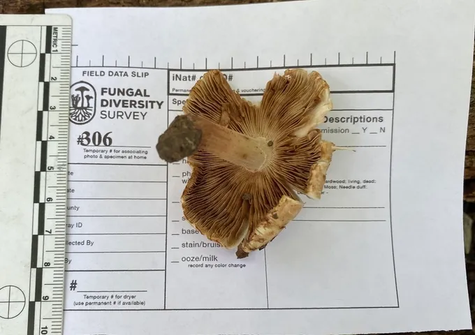 Sweet-Smelling Fibercap (Inocybe dulciolens)