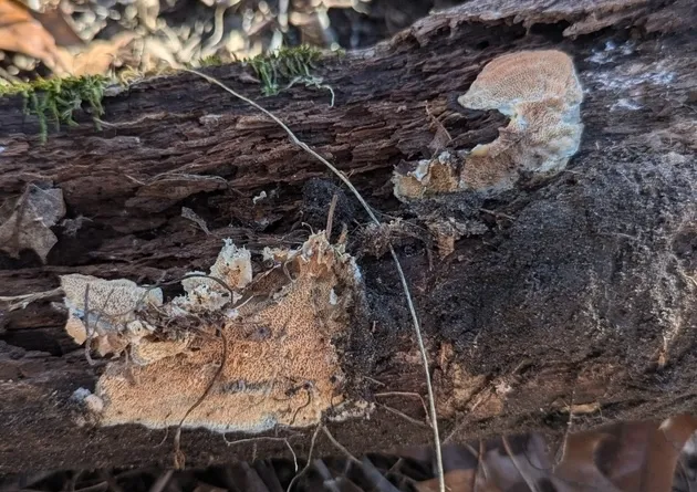 Trembling Crust (Merulius tremellosus)
