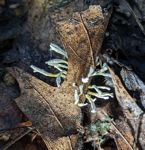 Slinder-Footed Cordyceps (Cordyceps tenuipes)