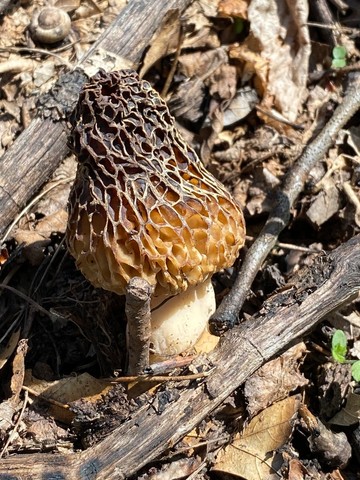 Common Morel (Morchella americana)