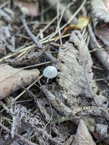 Trooping Crumble Cap (Coprinellus disseminatus)