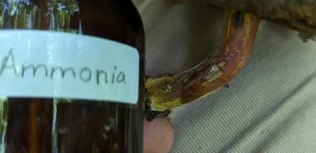 undefined (Hortiboletus sp-IN03)