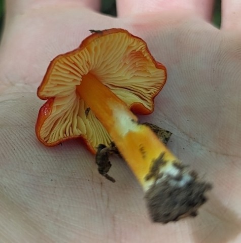 Sunset Waxycap (Hygrocybe acutoconica var. microspora)