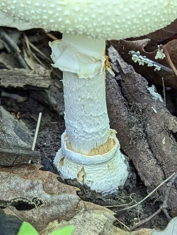 White Panther (Amanita multisquamosa)