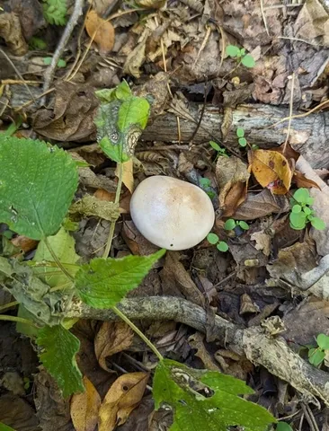 Blewit (Collybia nuda)