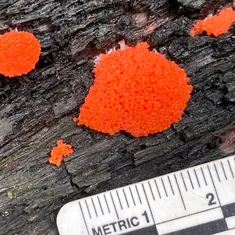 Red Raspberry Slime Mold