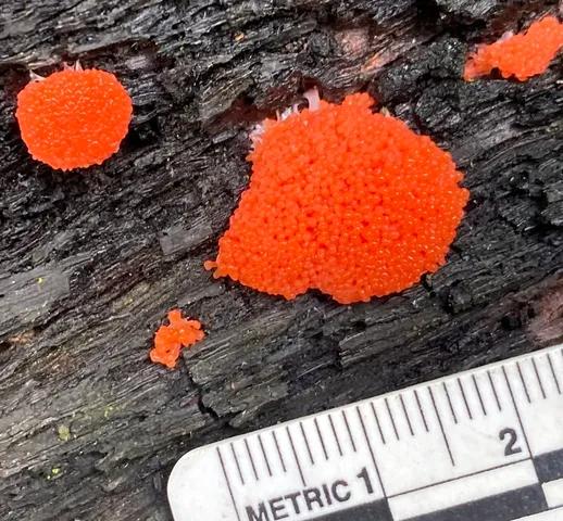 Tubifera ferruginosa