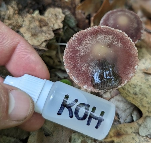 Maroon Brittlestem (Psathyrella bipellis)