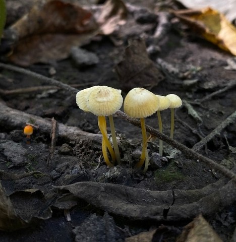 Walnut Mycena (Mycena crocea)