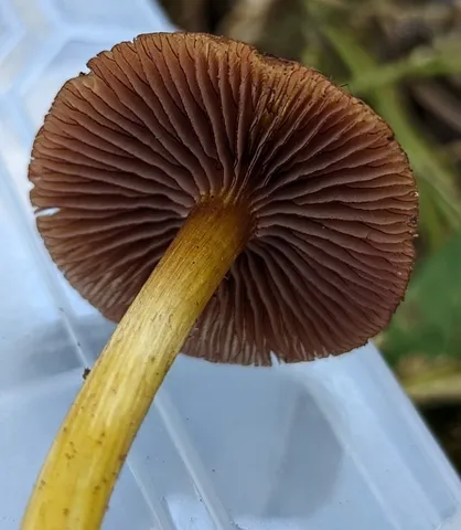 undefined (Mycena sp. 'IN6' (Mycena rutilantiformis))