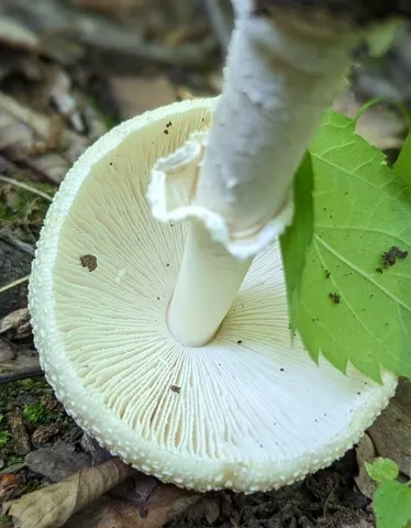 White Panther (Amanita multisquamosa)